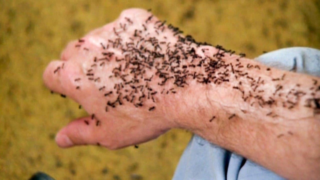 Photo d'illustration du film Les Fourmis