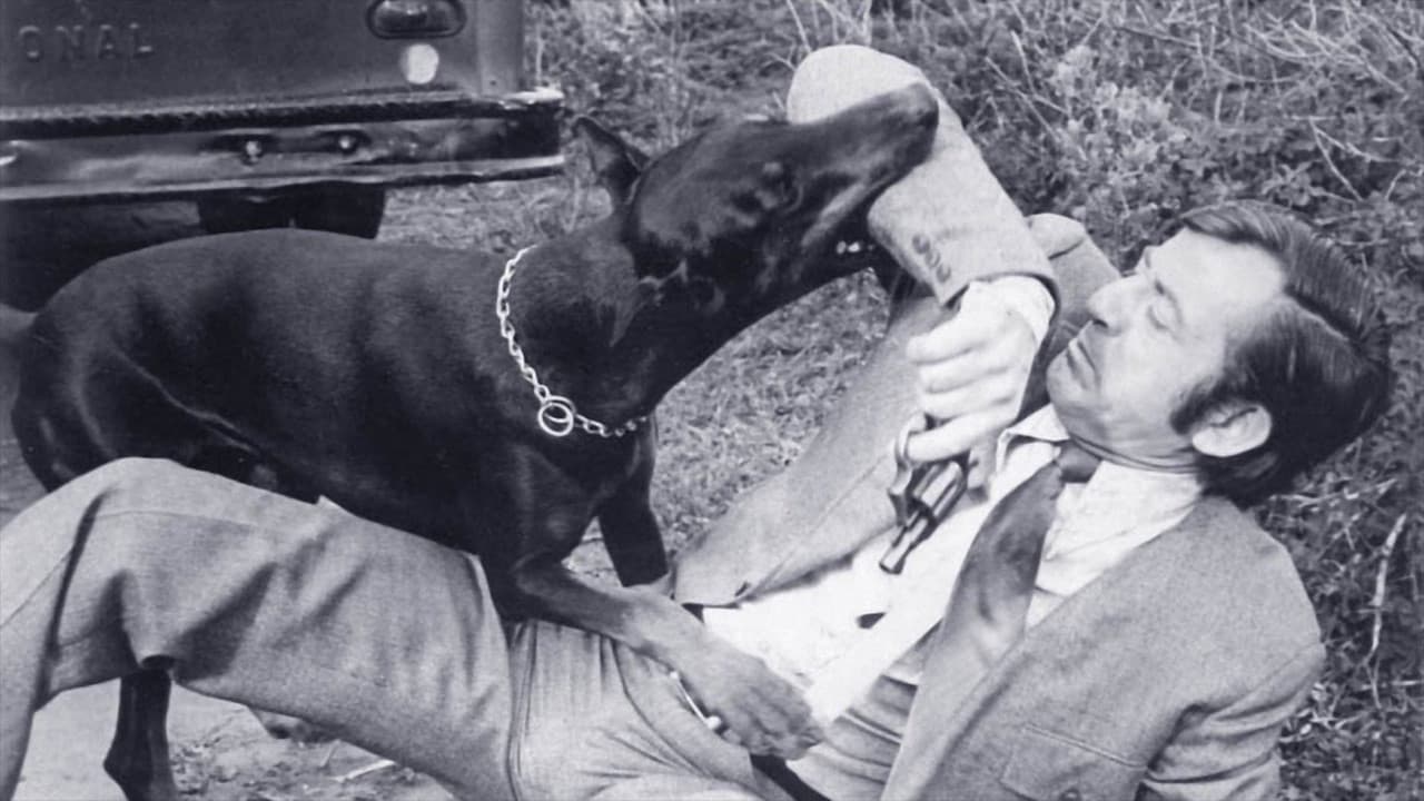 Photo d'illustration du film The Daring Dobermans