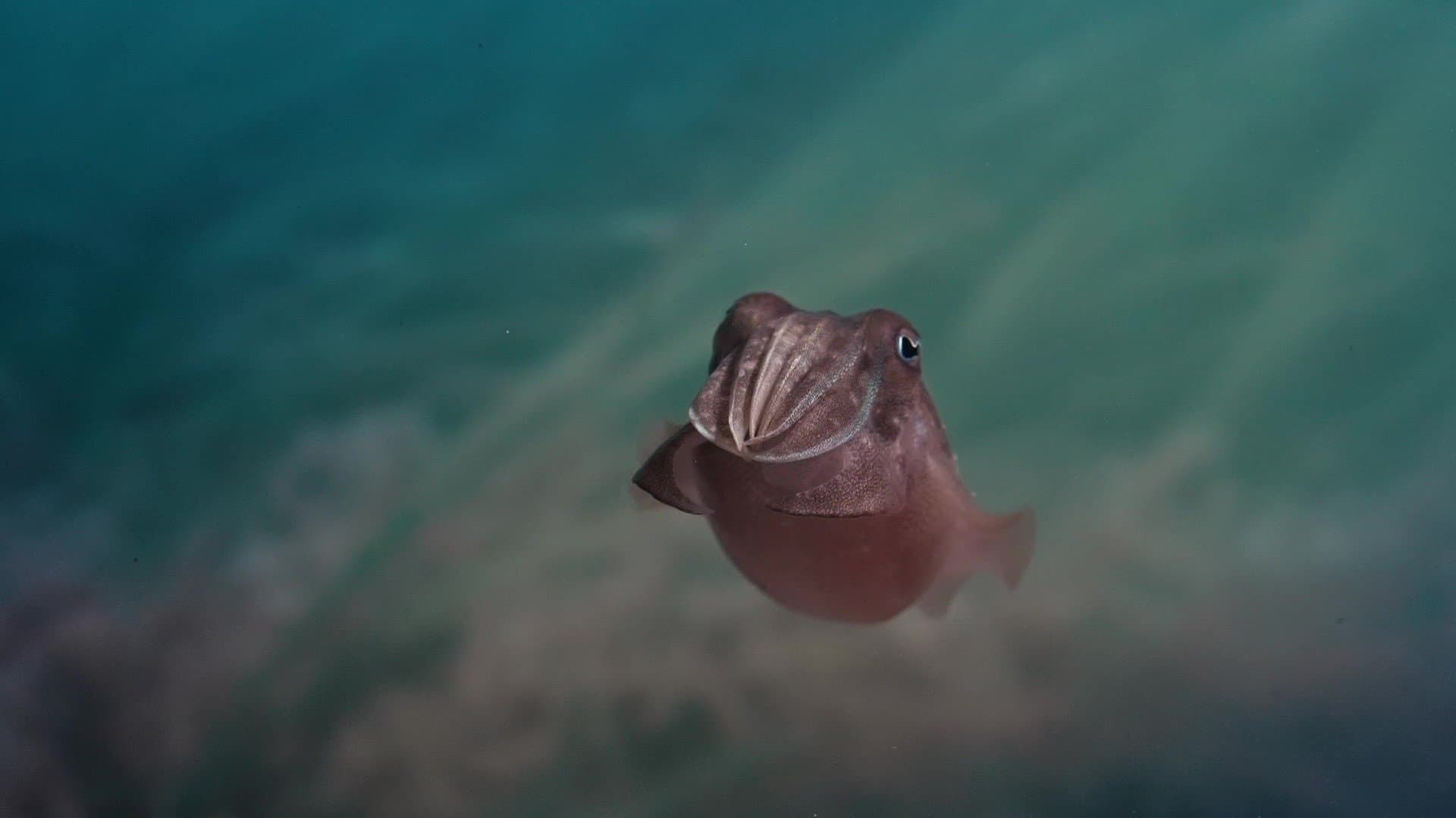 Photo d'illustration du film Sépia, l'odyssée d'une seiche