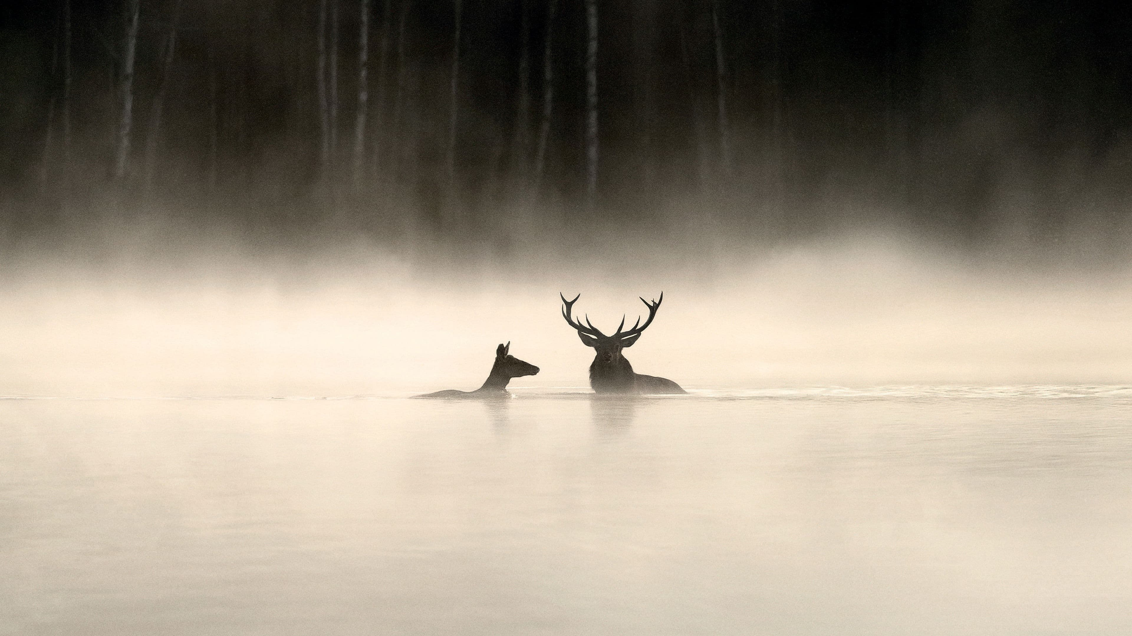 Photo d'illustration du film Le Chant des forêts