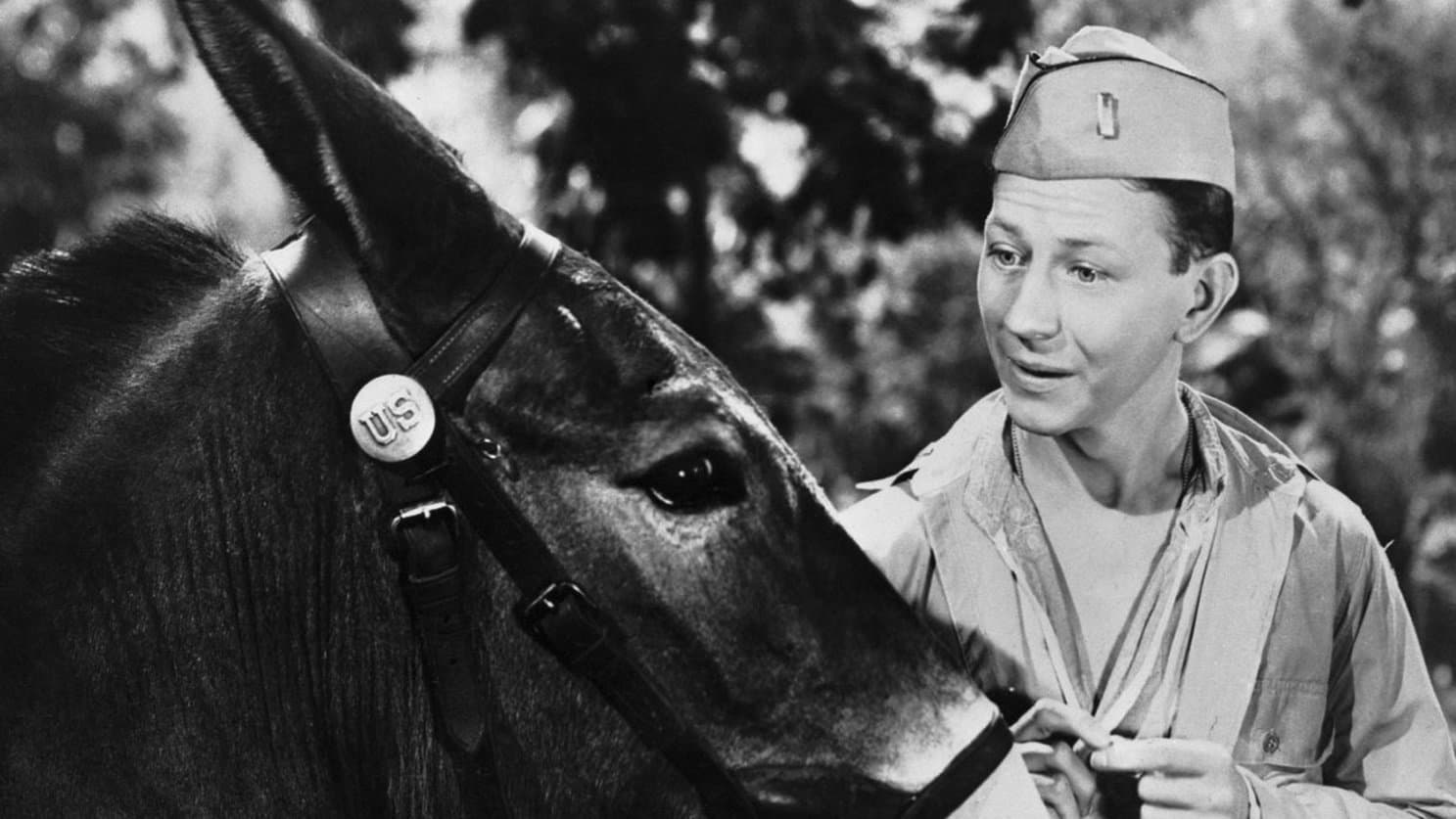 Photo d'illustration du film Francis, le mulet qui parle