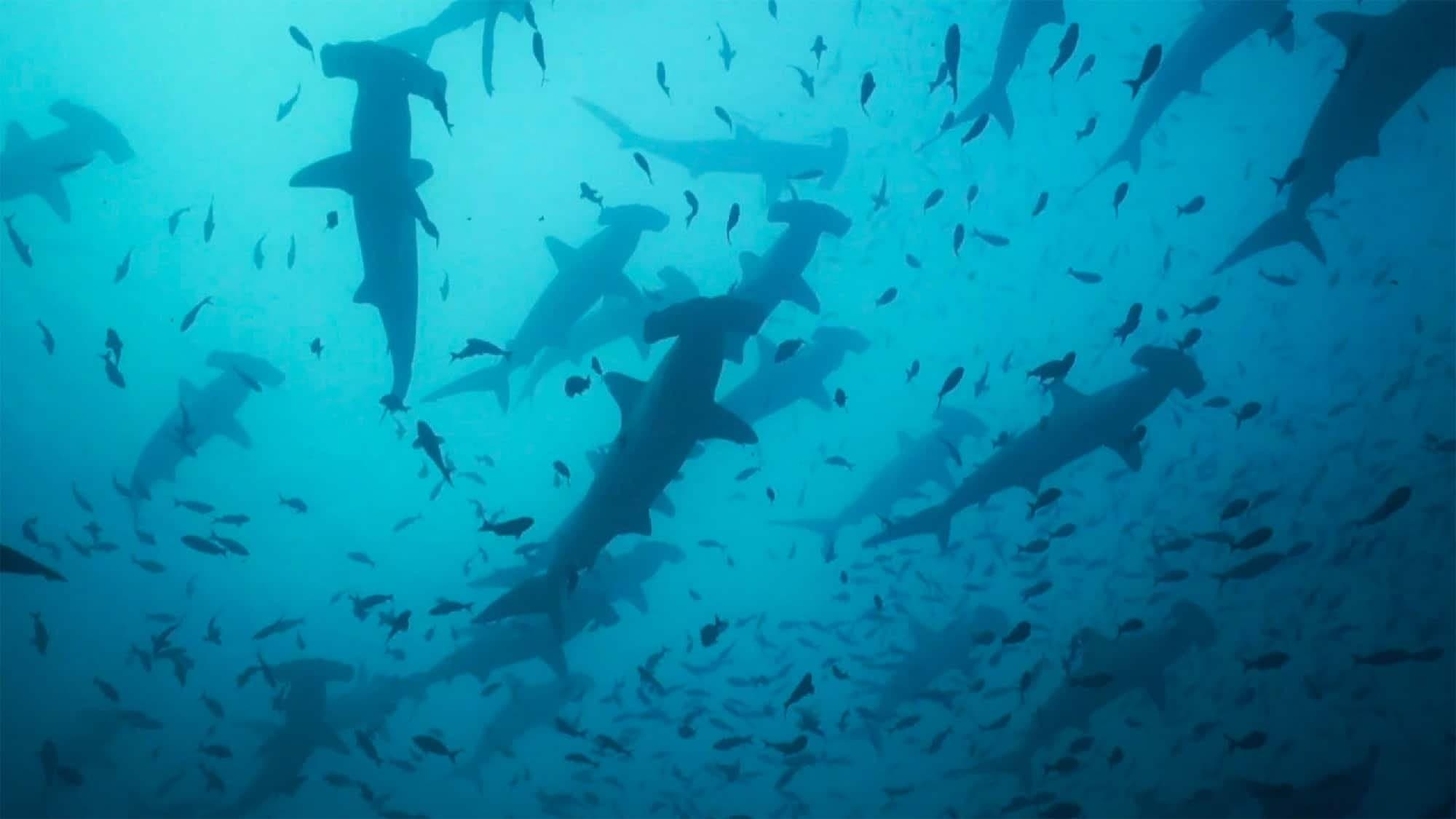 Photo d'illustration du film Migrations: The Big Swim