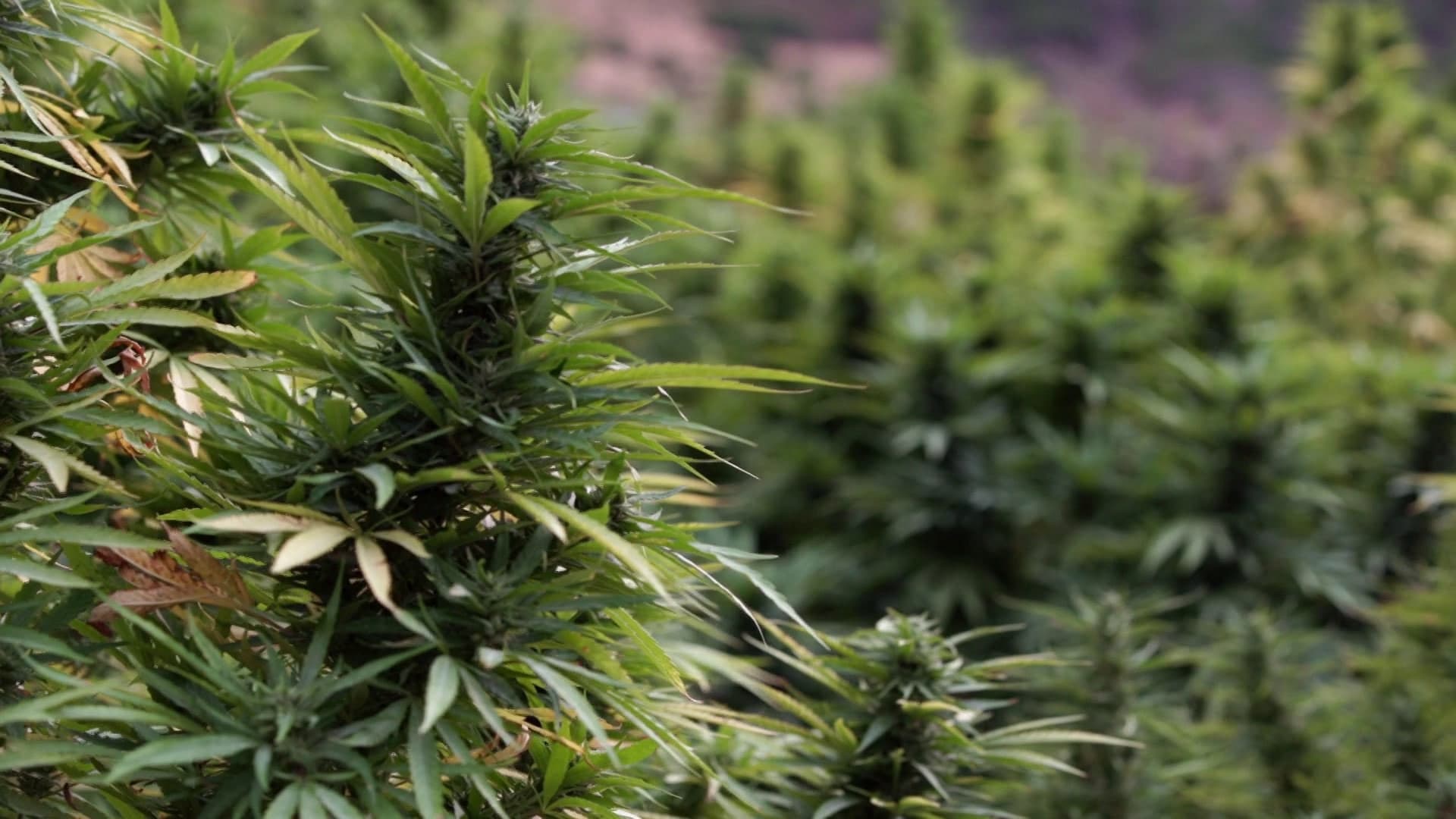 Photo d'illustration du film Who’s Getting Rich from Moroccan Hash?