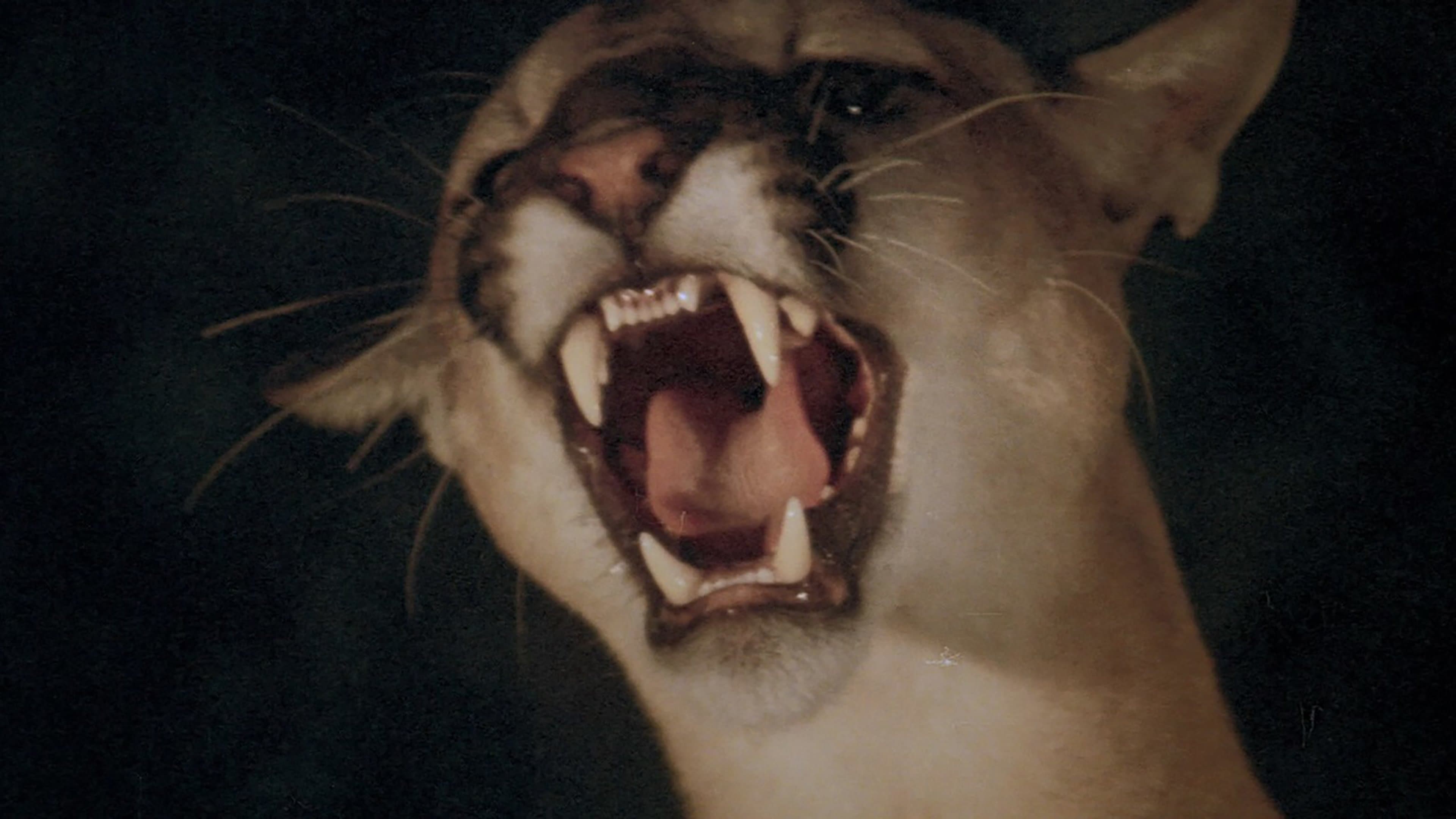 Photo d'illustration du film Journée des animaux