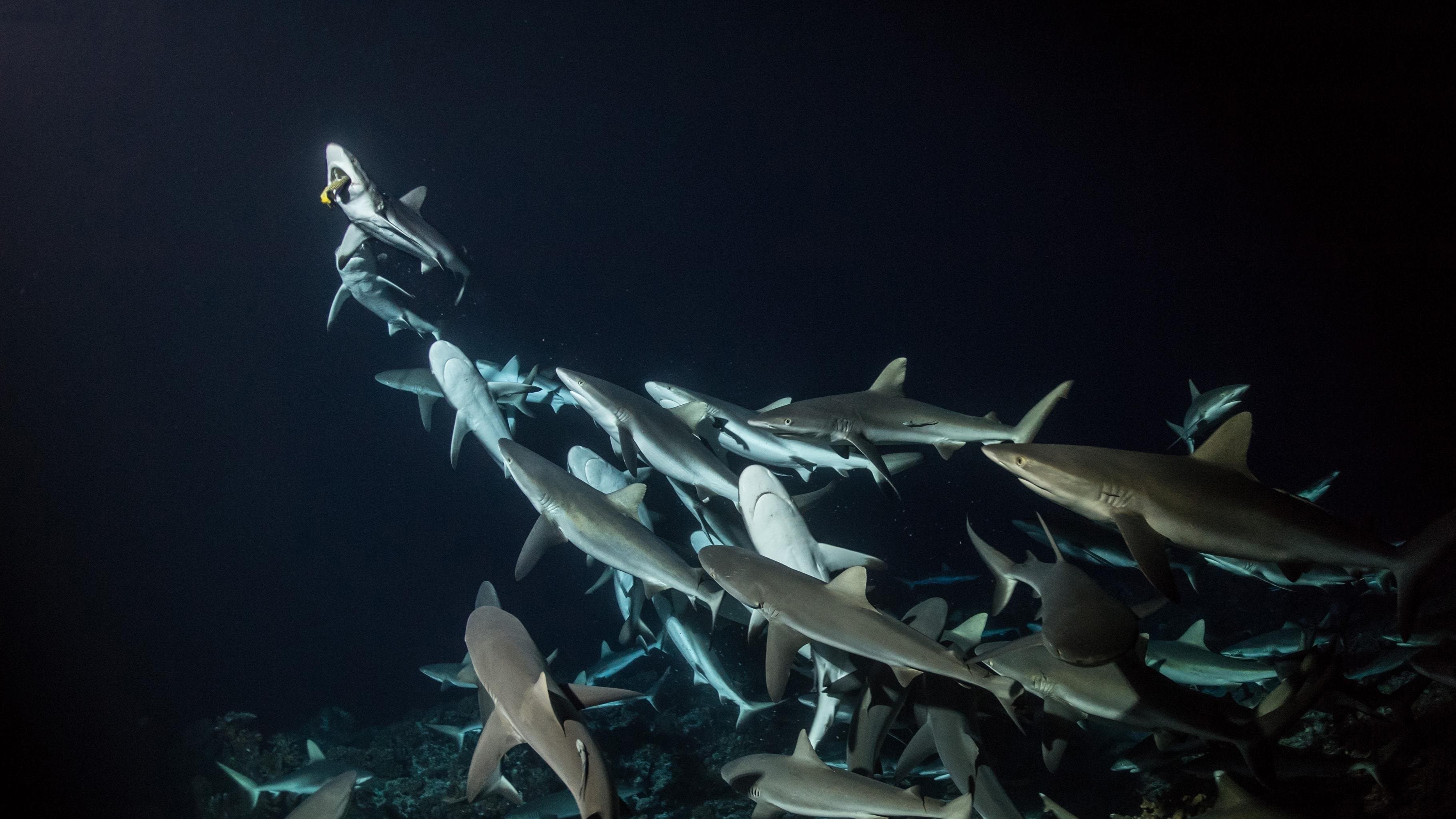 Photo d'illustration du film 700 requins dans la nuit