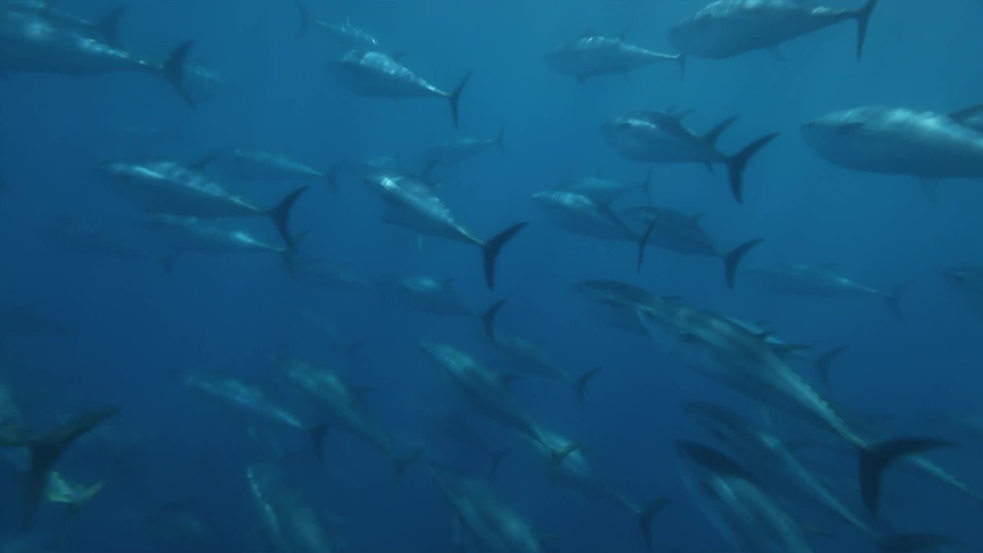 Photo d'illustration du film Superfish: Bluefin Tuna