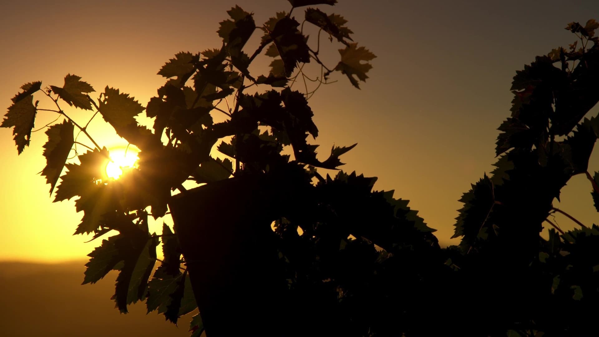 Photo d'illustration du film Somm: Dans la Bouteille