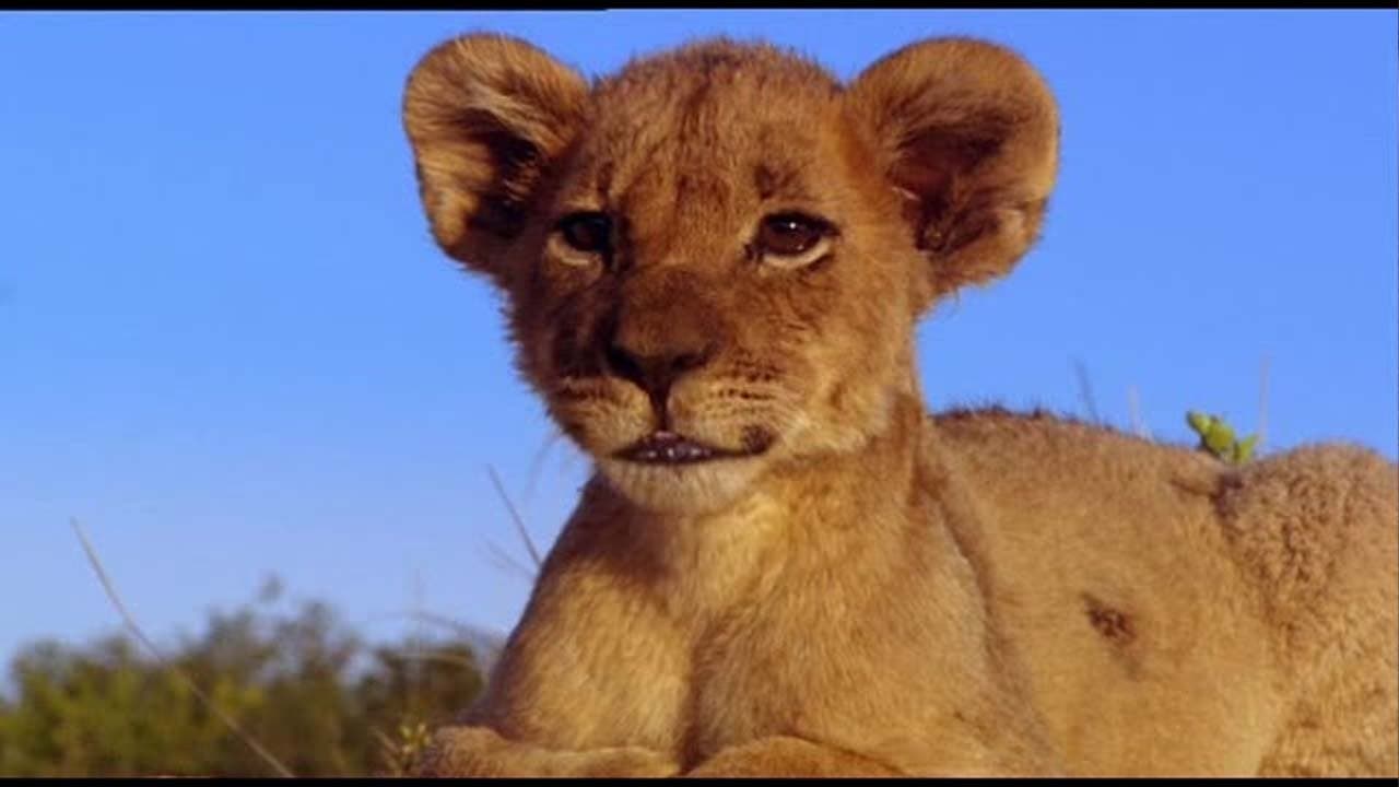 Photo d'illustration du film Le Clan des rois