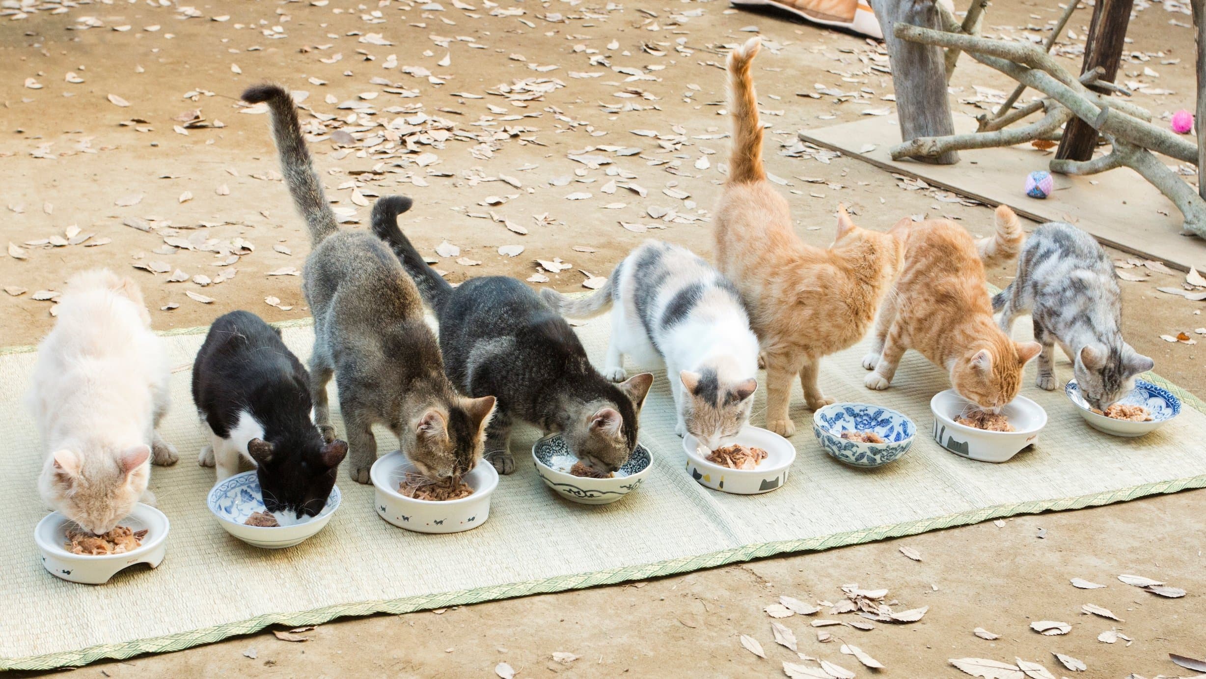 Photo d'illustration du film ねこあつめの家