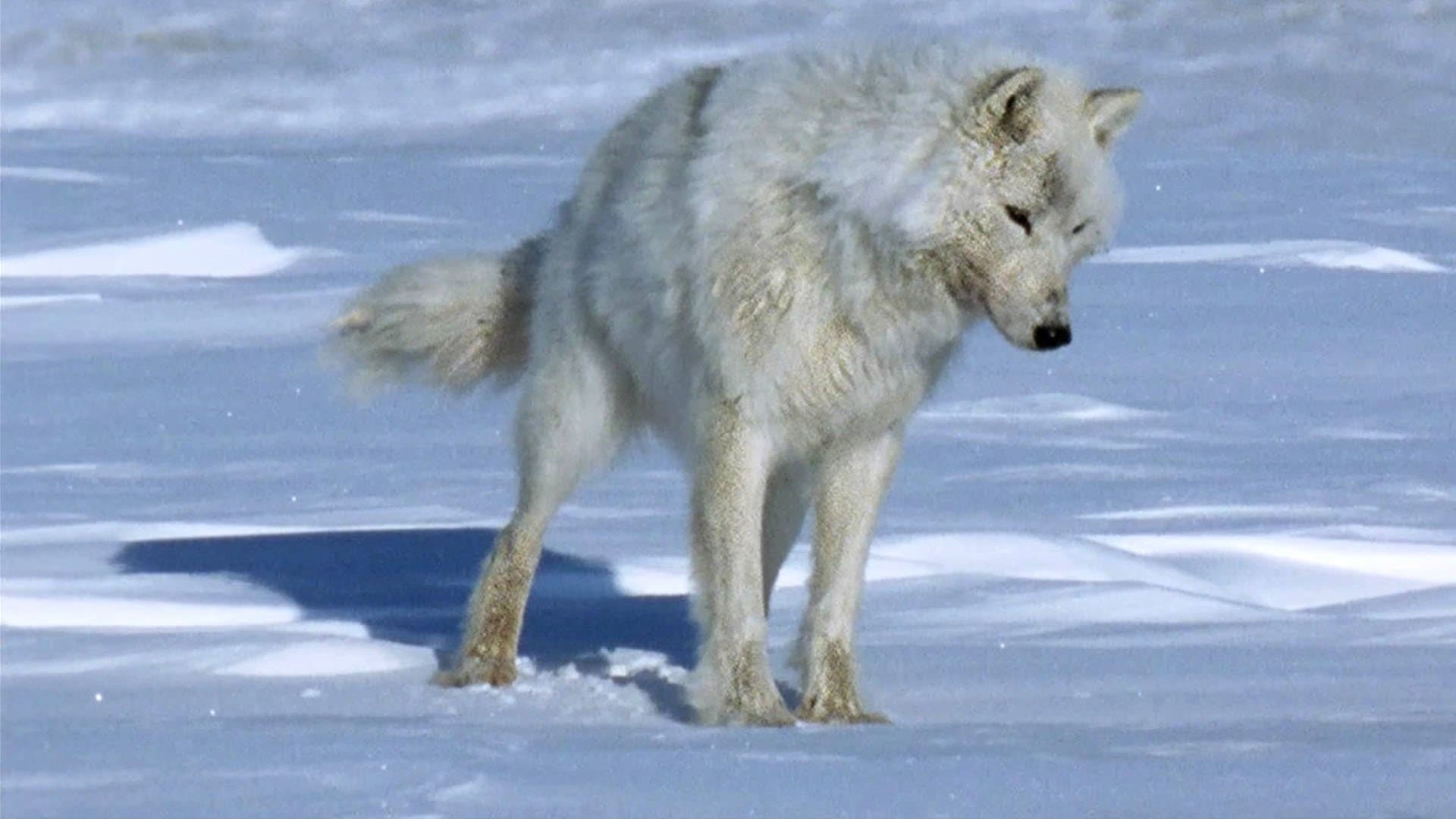 Photo d'illustration du film La Planète blanche