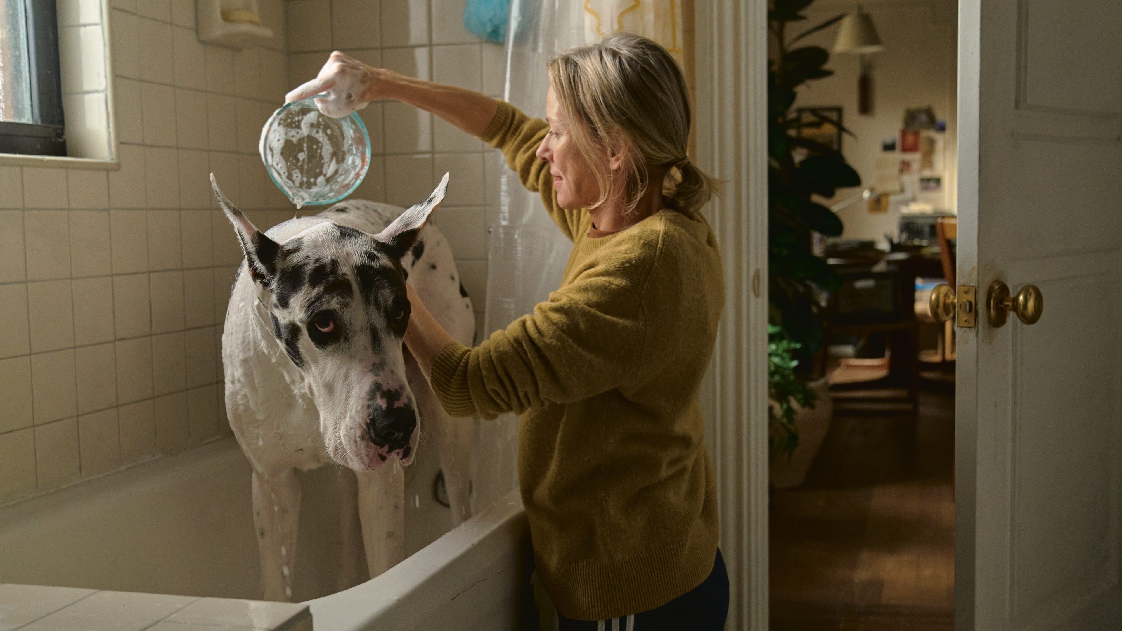 Photo d'illustration du film The Friend