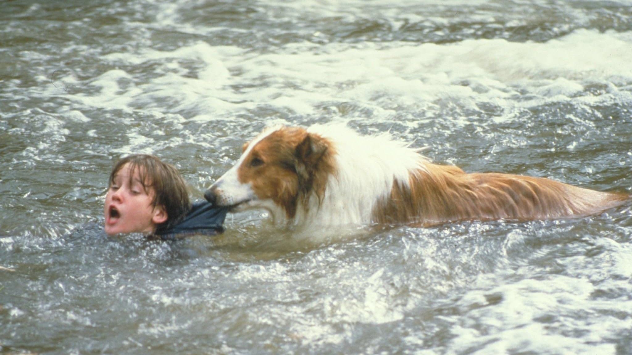 Photo d'illustration du film Lassie : Des amis pour la vie