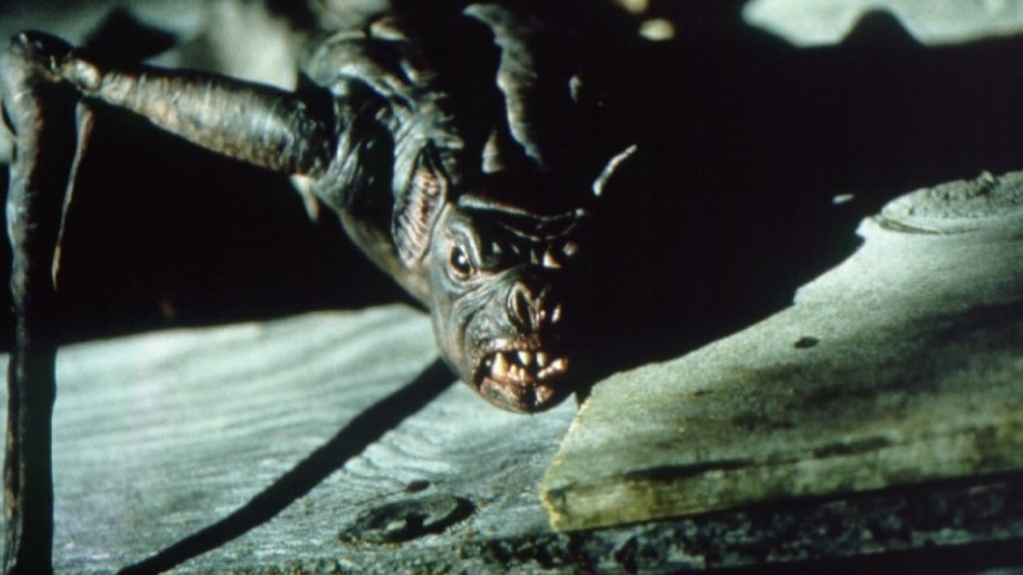 Photo d'illustration du film La nuit des chauves-souris