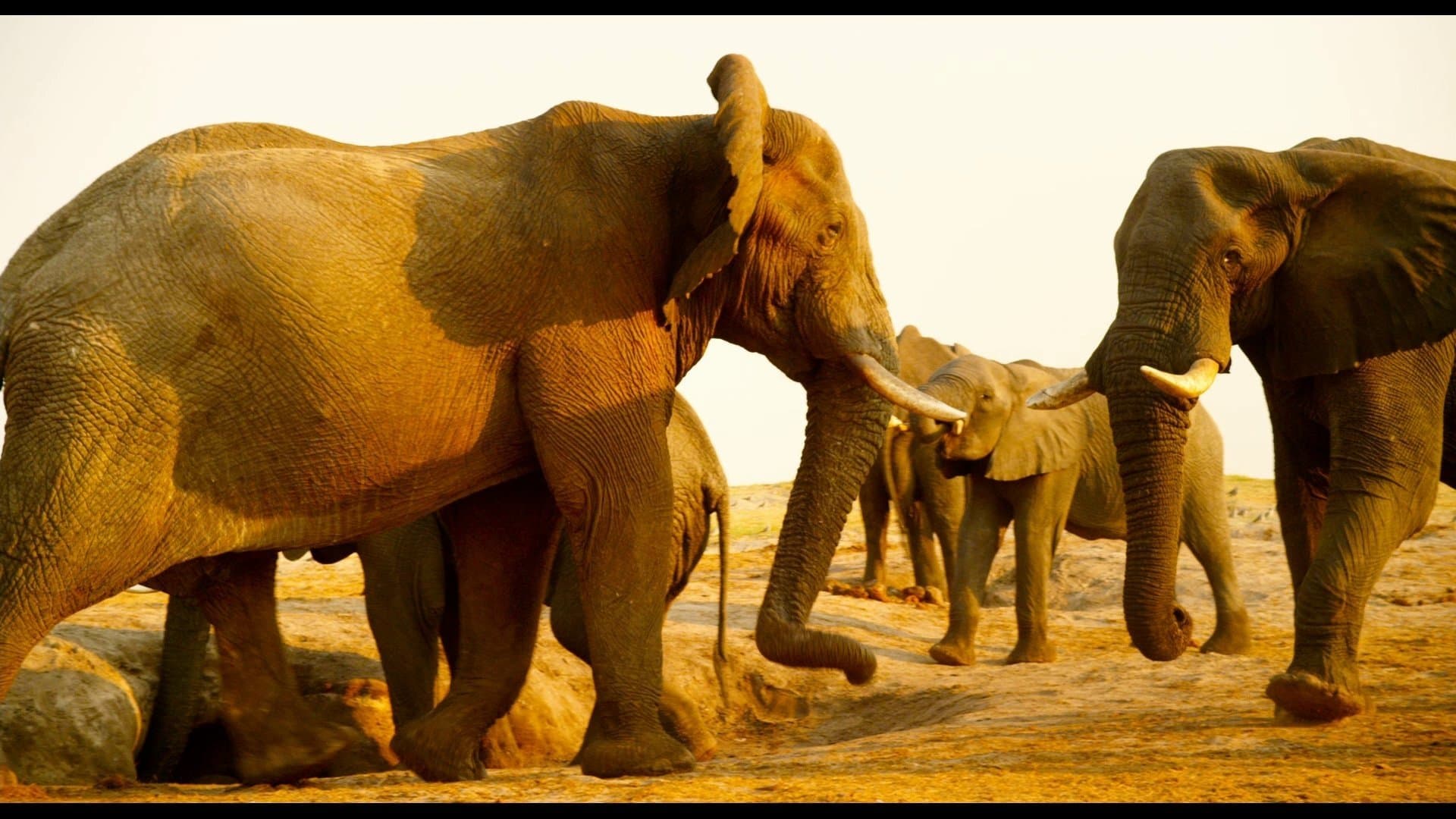 Photo d'illustration du film Nature