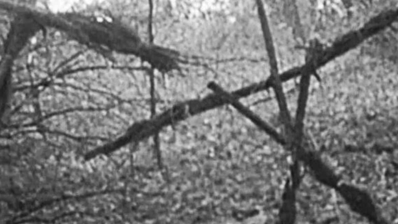 Photo d'illustration du film Le Projet Blair Witch