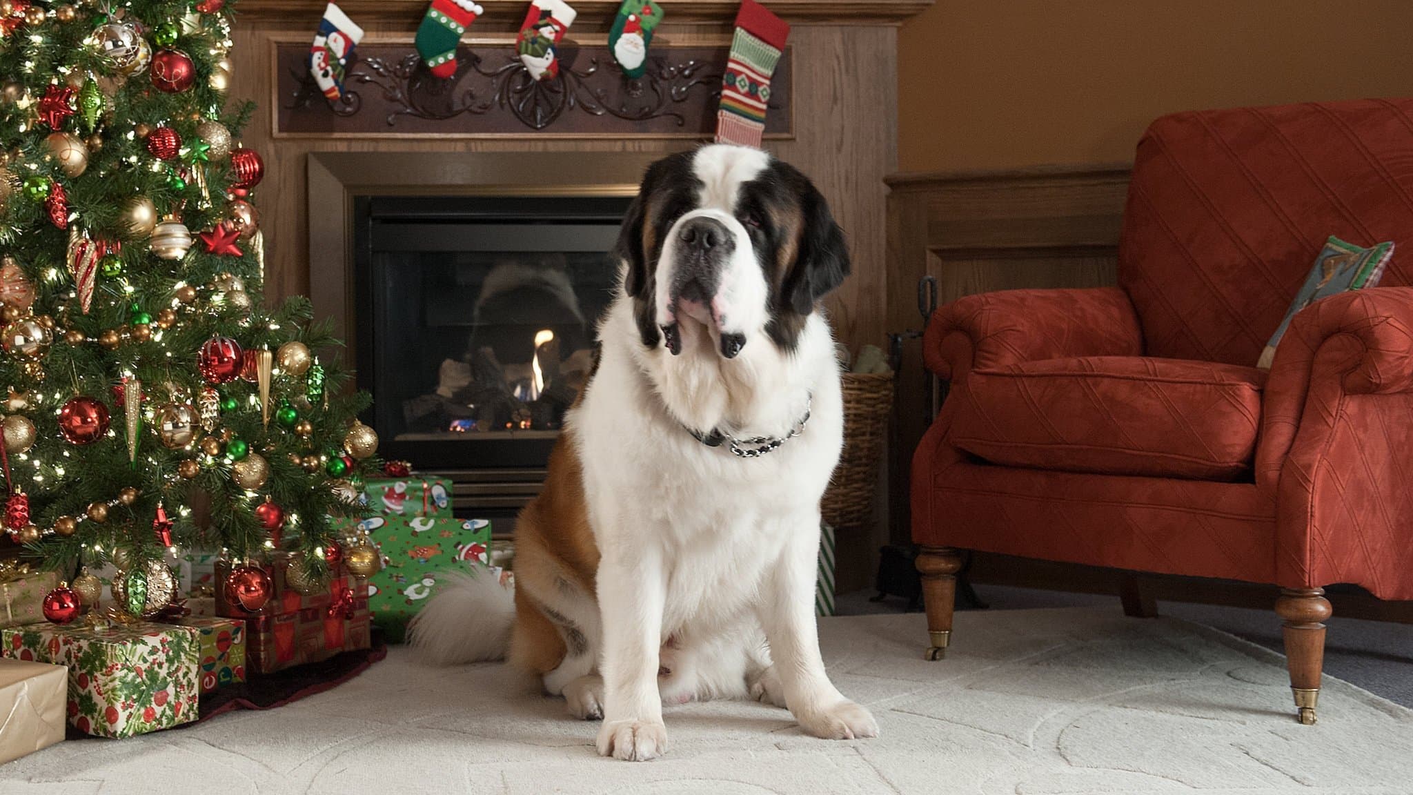 Photo d'illustration du film Beethoven sauve Noël