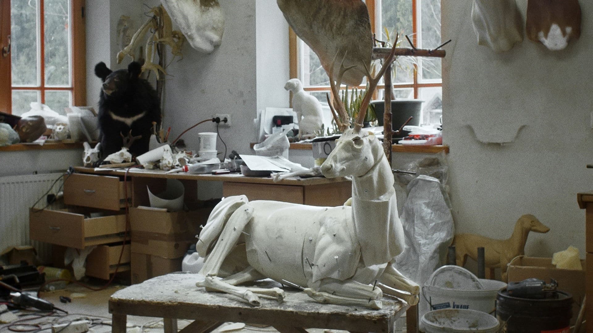 Photo d'illustration du film Animus Animalis