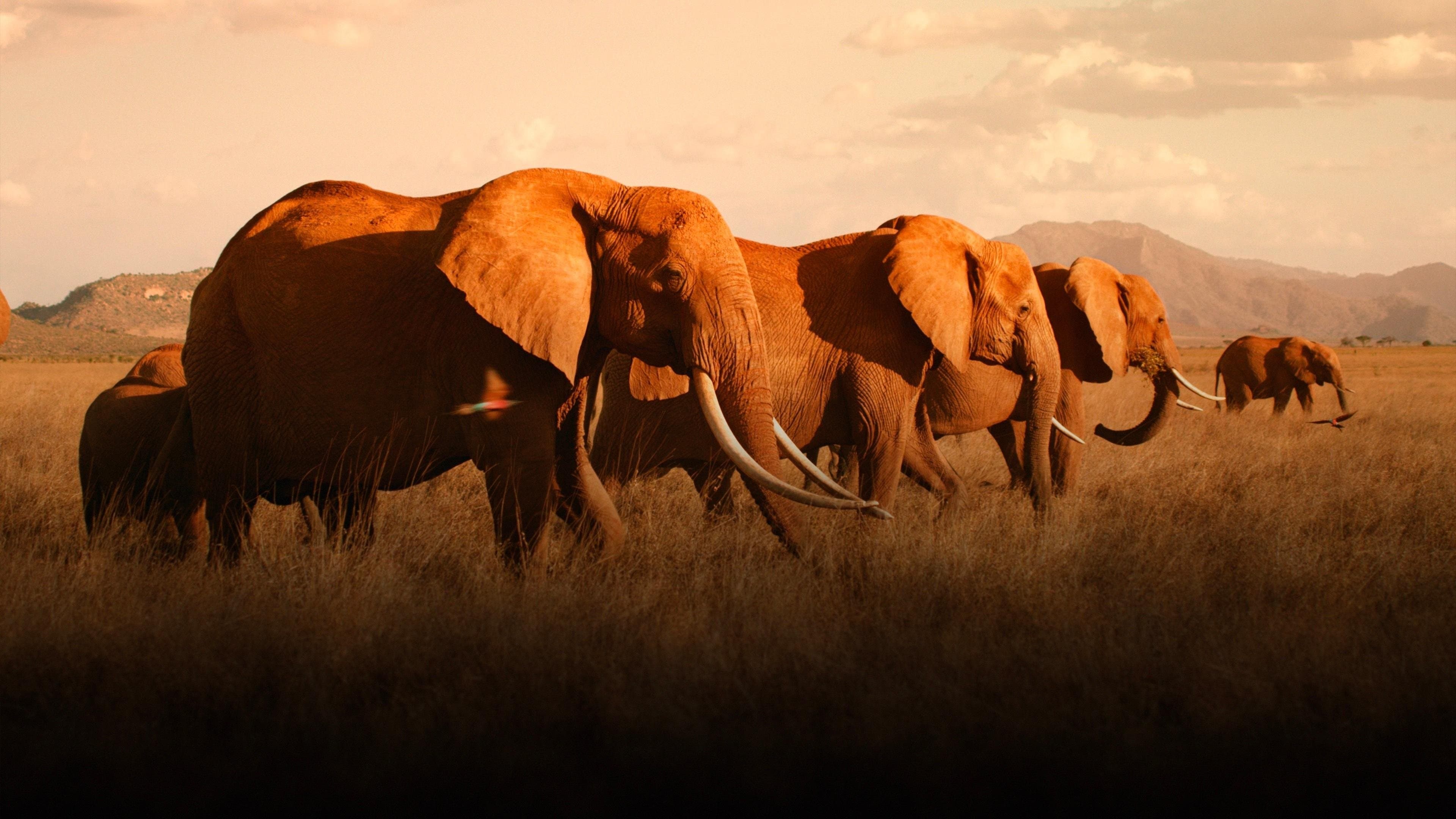 Photo d'illustration du film The Elephant Mother