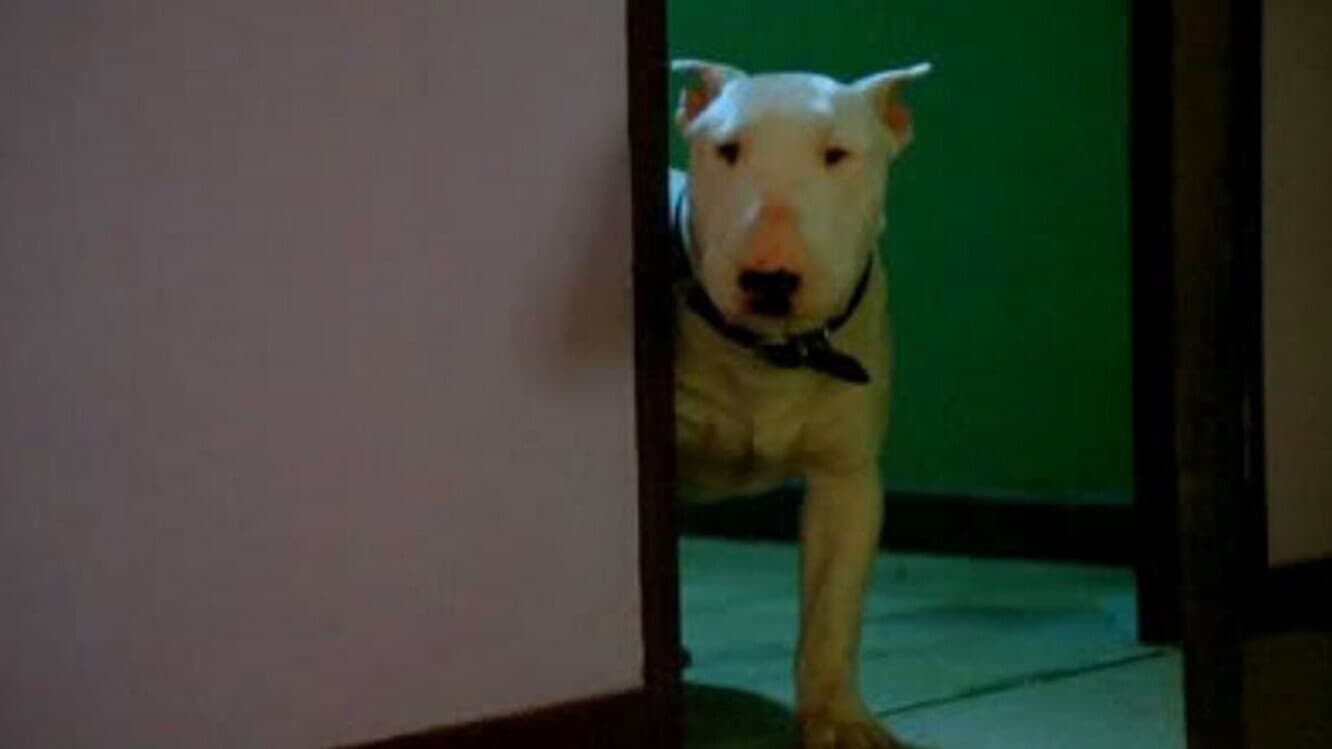 Photo d'illustration du film Baxter