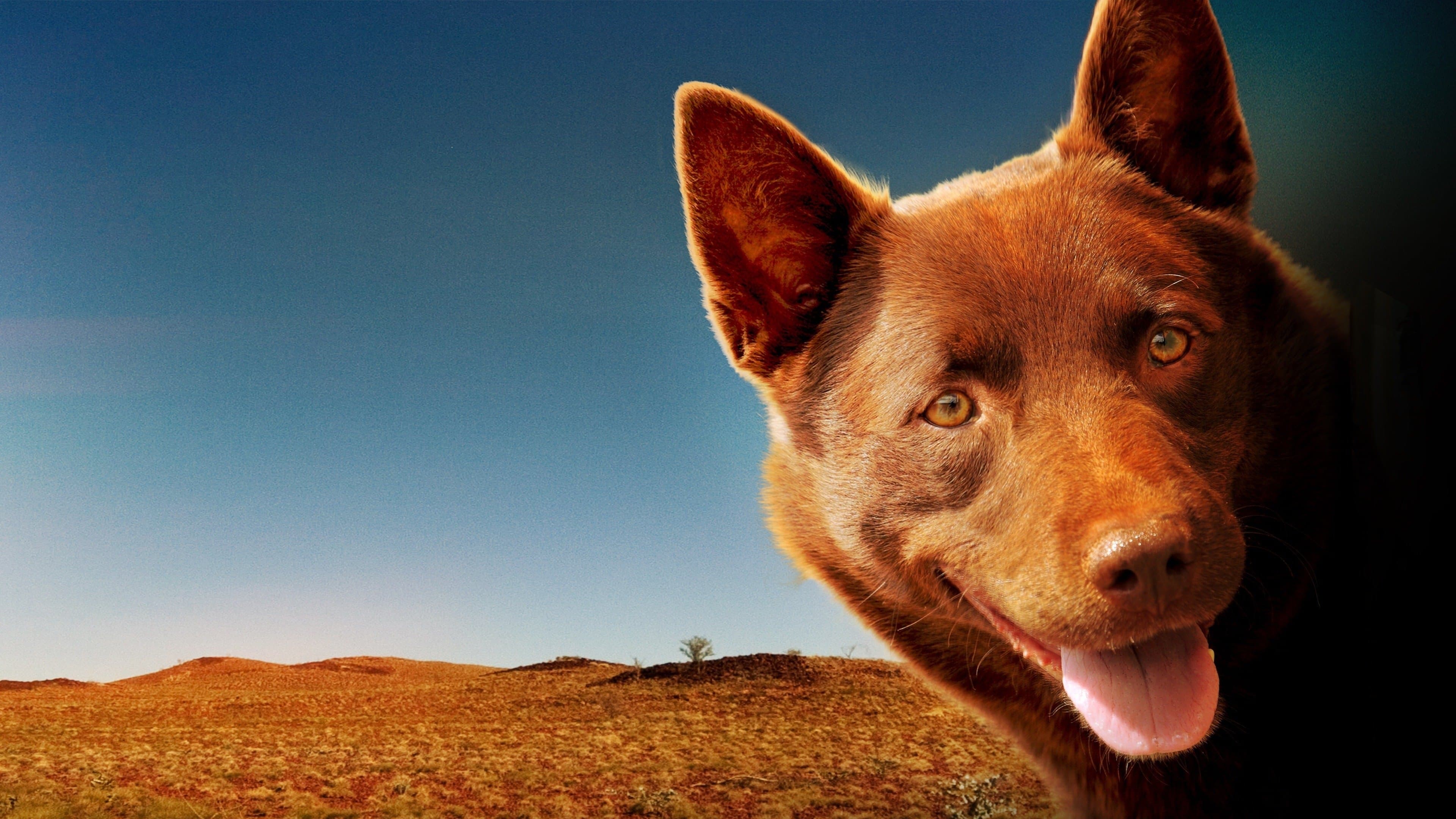 Photo d'illustration du film Red Dog